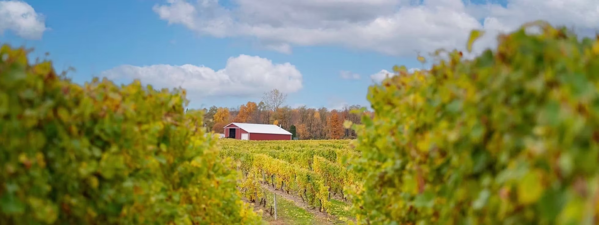 ニューヨークワイン　生産者